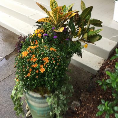 Mums and planted pots around landscape in Chelsea, Alabama